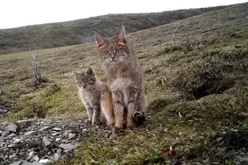 荒漠猫：中国唯一的特产猫，战斗力极其凶悍，成全球最神秘的猫图片