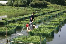 养鳝致富——陈策楼镇李家湾村郑海良的脱贫记图片