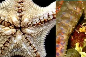 可爱派大星变身"海底蝗虫"，给我们敲响了哪些警钟？图片
