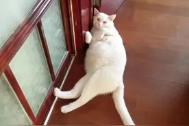 一只命运多舛的可卡犬生活自述（五）我和猫哥的爱恨情仇图片