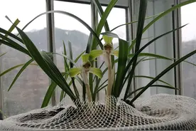 带有松树皮的兰花植料，无论什么配比，发酵不完全，烧苗不含糊图片