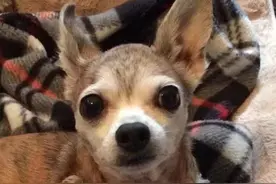 美国狗狗的一生——我此生唯一的狗狗Benny的真实故事（一）图片