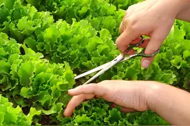 蔬菜种植我常用三个新方法，掌握好了，种啥菜也不愁长不好图片