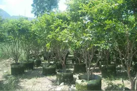 2年前走红网络，南方卖到420元/斤，如今成了笑话，很少见图片
