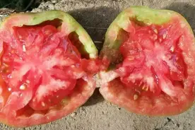 番茄空心果、畸形果与是因为点花、喷花？纯属胡扯！图片