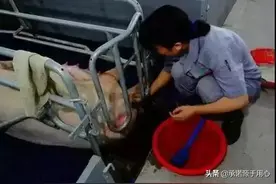 新知识：一招教你快速缩短母猪产程！牛了图片