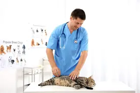 关于猫肥厚型心肌病（HCM），看这一篇就够了图片