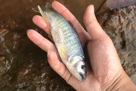 溪流霸王，马口路亚的终极奥义！图片
