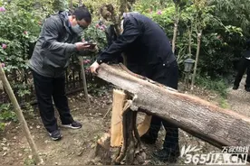 嫌大树影响家中采光 合肥栢景湾小区一居民擅自砍树被罚4500元图片