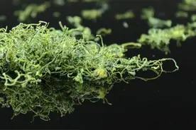 如何使用“女娲神草”绞股蓝茶？图片