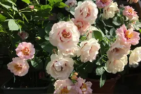 在长达四个月夏天的江城，我种下一园月季图片