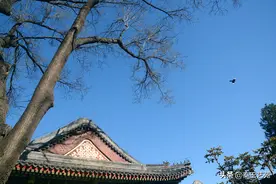 今天颐和园的春景很美，美的沁人心脾图片