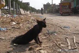 可怜小猫，流落街头被狗咬伤，家在附近却不能回，主人嫌它“黑”图片