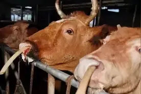 牛得了结节病要如何处理，什么方法最有效？图片