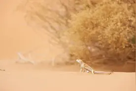 生命如此多娇 | 腾格里，是严酷的沙漠，却不是生命的荒漠图片
