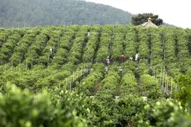 重走贫困村系列报道（十二）——赵棚镇团山村：农业经营主体带动村民共同致富图片