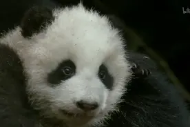 熊猫宝宝的成长历程：踏出勇敢的第一步，探索自然图片