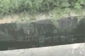 80年代浙江就有这么先进的公厕了？能养鱼、能种菜，煤气罐都省了视频封面
