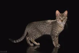 世界上“最臭”的几种猫咪，你踩雷了吗图片
