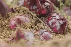 广西传统美食美人蕉芋粉丝，到底怎么做？这手艺差点失传了图片