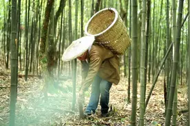 「大娄山方竹」不会吧，你还不知道方竹笋怎么吃？图片