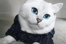 猫宫庄园白色猫咪身上洗不掉的污渍如何祛除图片