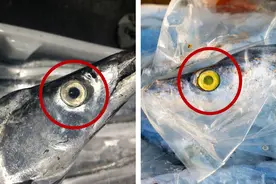 挑选带鱼，买“黑眼睛”还是“黄眼睛”的，差别大了，弄懂不吃亏图片