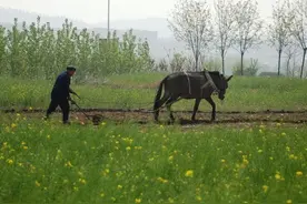看看这位老农民悲凉的一生图片