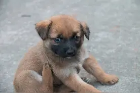 民间故事：乞丐救土狗图片