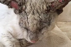 收养了只“失明”流浪猫，它睁开眼睛时，惊艳了所有人图片