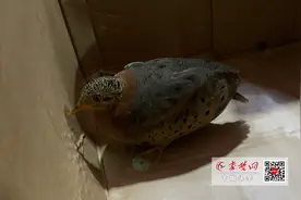 受伤怪鸟从天而降！系十堰城区首次发现并收容救治图片