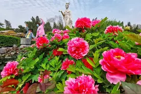 洛阳牡丹文化节怎么玩？最全攻略看这里！图片