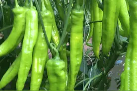 辣椒、黄瓜、豇豆为啥有花坐不住果？学我这样做，多结两倍的果图片