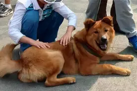 揭开狗子不咬未见面家人的谜团图片