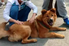 揭开狗子不咬未见面家人的谜团图片