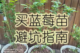 《种蓝莓记四》买苗篇。新手网上买苗避坑指南？图片