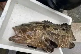 海南钓友在马路上捡到怪鱼！网友：有盼头！愿献身无公害化处理图片