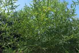 竹子（现代诗）图片