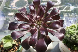 多肉黑法师度夏，记住2个细节，状态美，长成一捧黑玫瑰图片