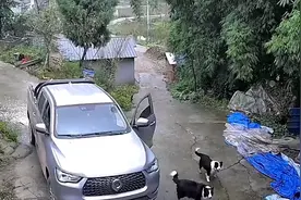 成精了！重庆一男子卖羊被牧羊犬察觉，立马吠叫召集羊群“跑路”图片