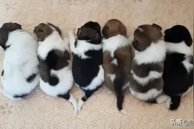 中华田园犬的颜值，可以有多高？图片