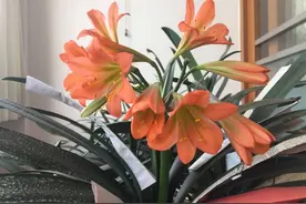 养护的君子兰夹箭抽不了花箭怎么办？喷喷赤霉素，3天就抽箭开花图片