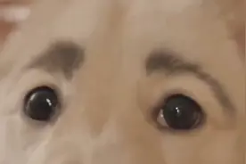 真不是画的！俄罗斯“人面狗”走红网络 天生长着粗眉毛视频封面