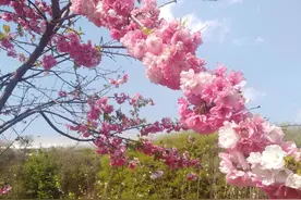 浪漫樱花！图片