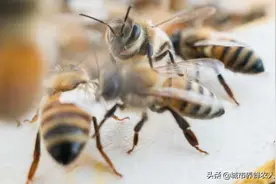 【养蜂知识】养蜂初学者该怎么做？什么时候人工分蜂最好？图片