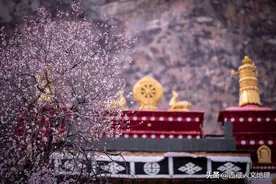 【西藏足迹】千年帕崩岗 山寺桃花艳图片