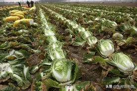 种白菜用这三个方法，长得棵大、包心紧实、好吃还好保存图片