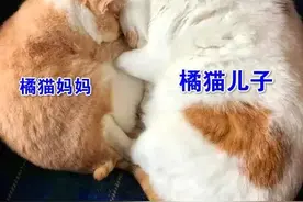 受害公猫：求求你们，别拿打火机烫我奶头图片
