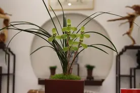 兰花换盆，“掐准时间”浇肥水，事半功倍，花箭嗖嗖冒出来图片