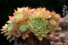 一见多肉误终身，欲语还休小情怀图片